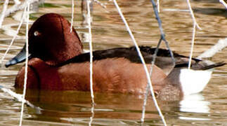 Ferruginous Duck