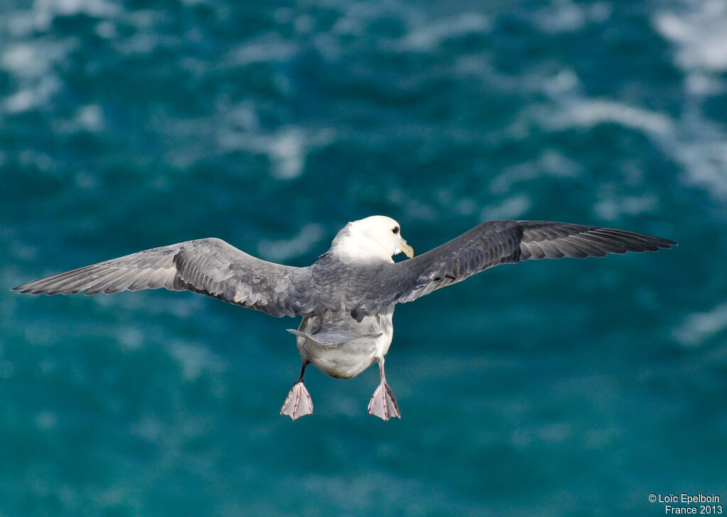 Fulmar boréal