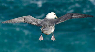 Fulmar boréal