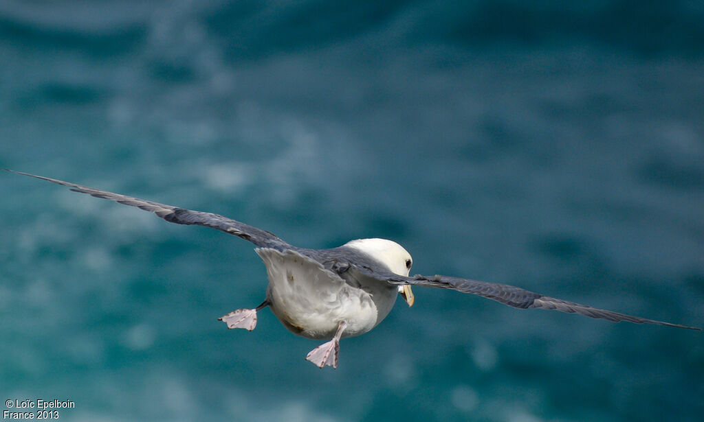 Northern Fulmar