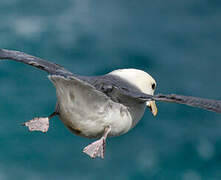 Northern Fulmar