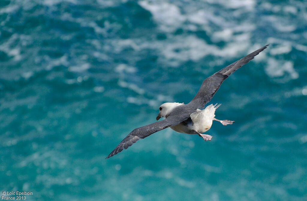 Fulmar boréal