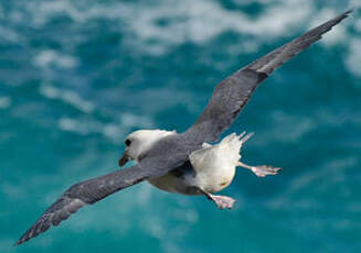 Fulmar boréal