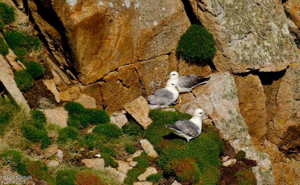 Fulmar boréal