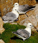 Fulmar boréal