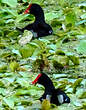 Gallinule d'Amérique