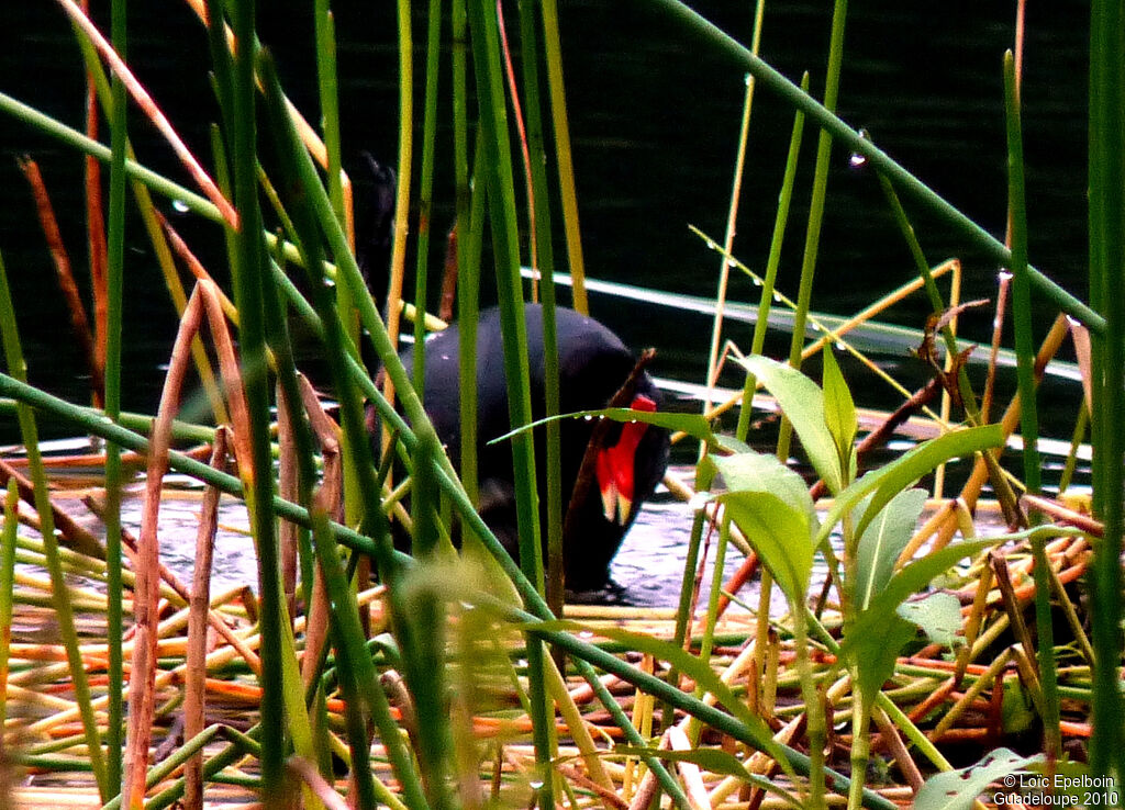 Common Gallinule