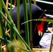 Common Gallinule