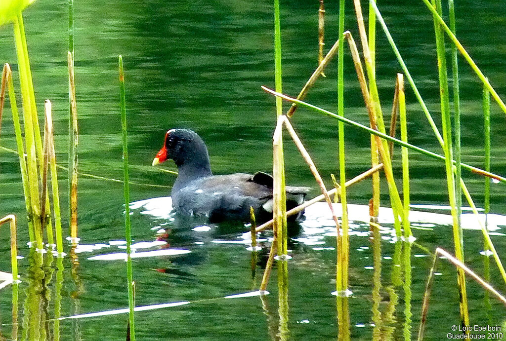 Gallinule d'Amérique