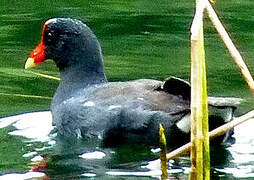 Gallinule d'Amérique