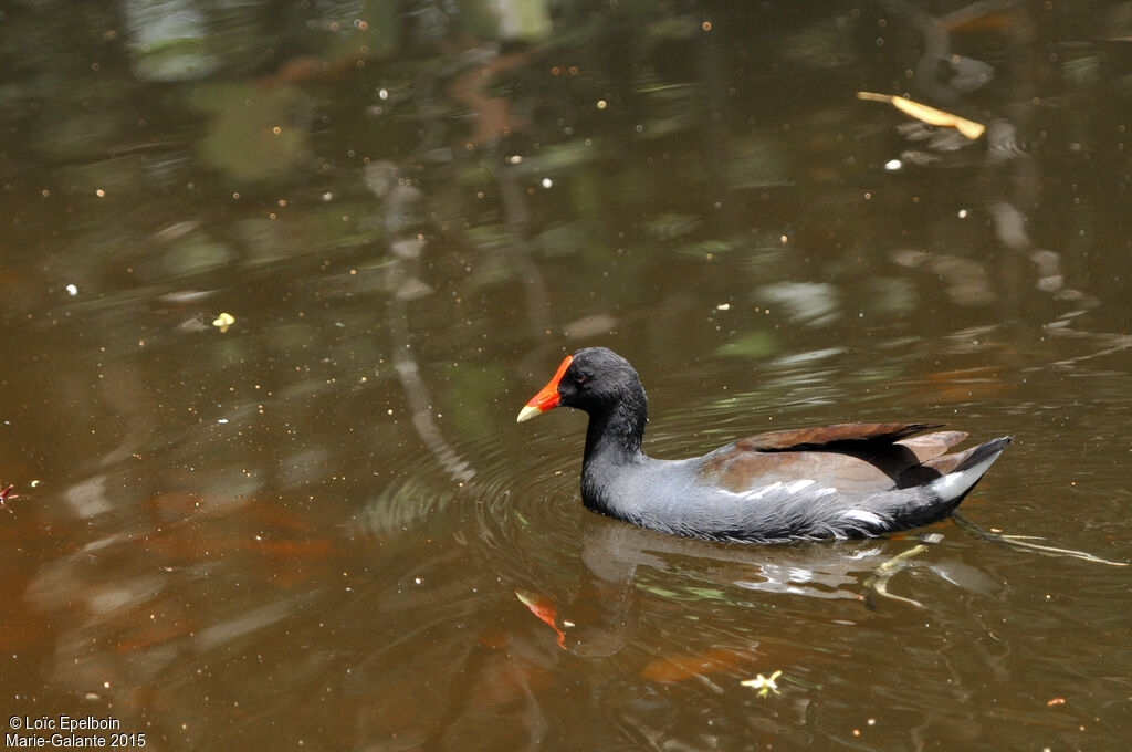 Gallinule d'Amérique