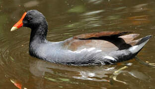 Common Gallinule