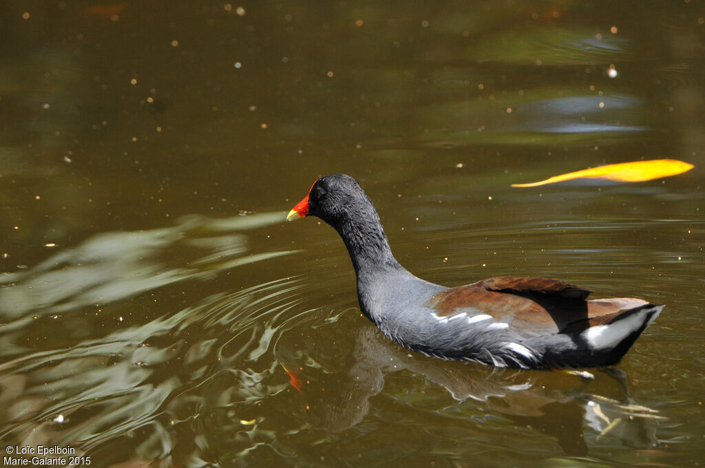 Gallinule d'Amérique