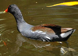 Common Gallinule