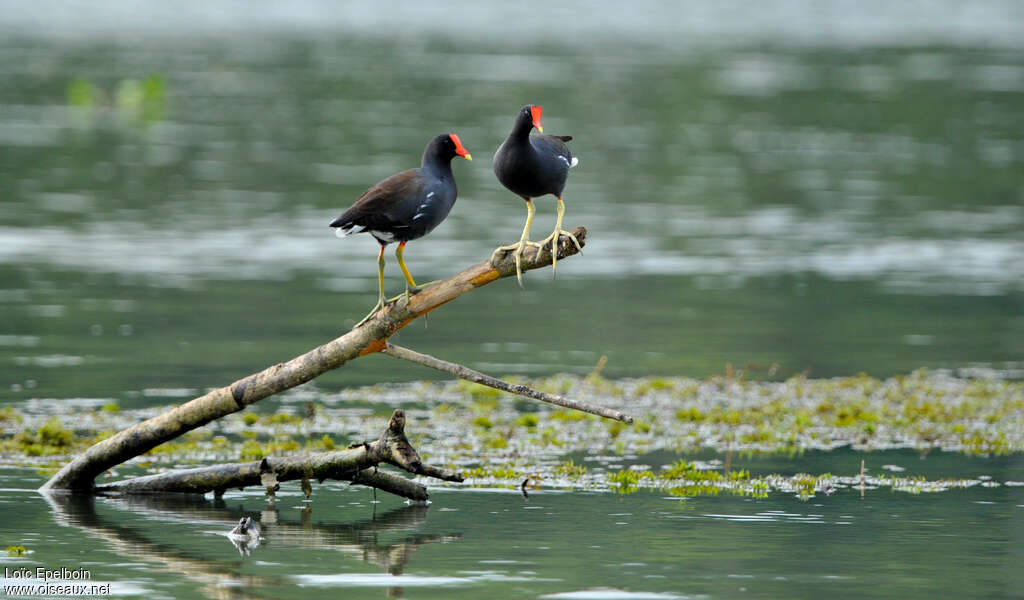 Gallinule d'Amérique, pigmentation, Comportement