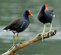 Gallinule d'Amérique