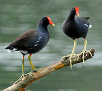 Common Gallinule