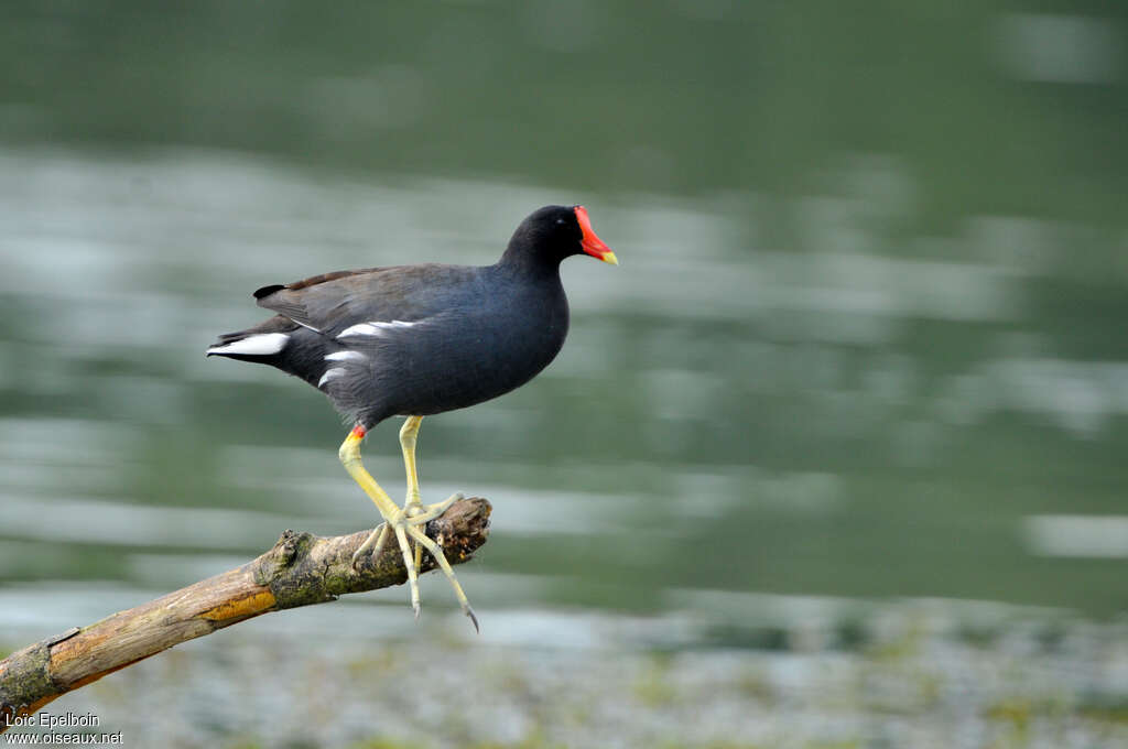 Gallinule d'Amériqueadulte, identification