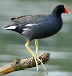 Gallinule d'Amérique