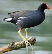 Gallinule d'Amérique