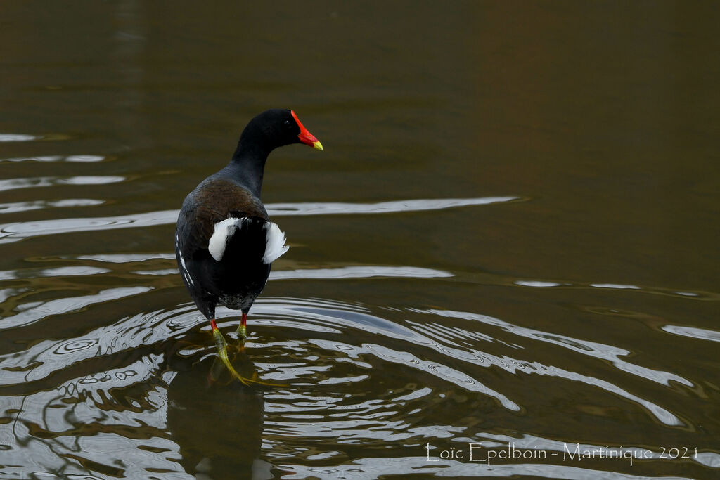 Common Gallinule