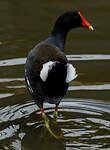 Gallinule d'Amérique