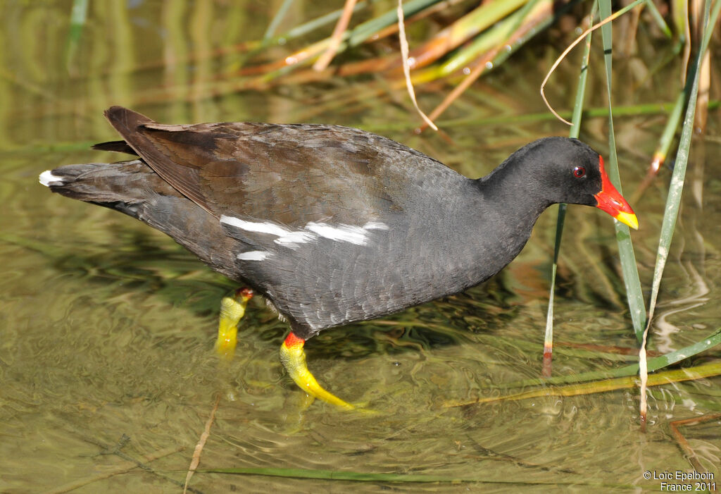 Gallinule poule-d'eau