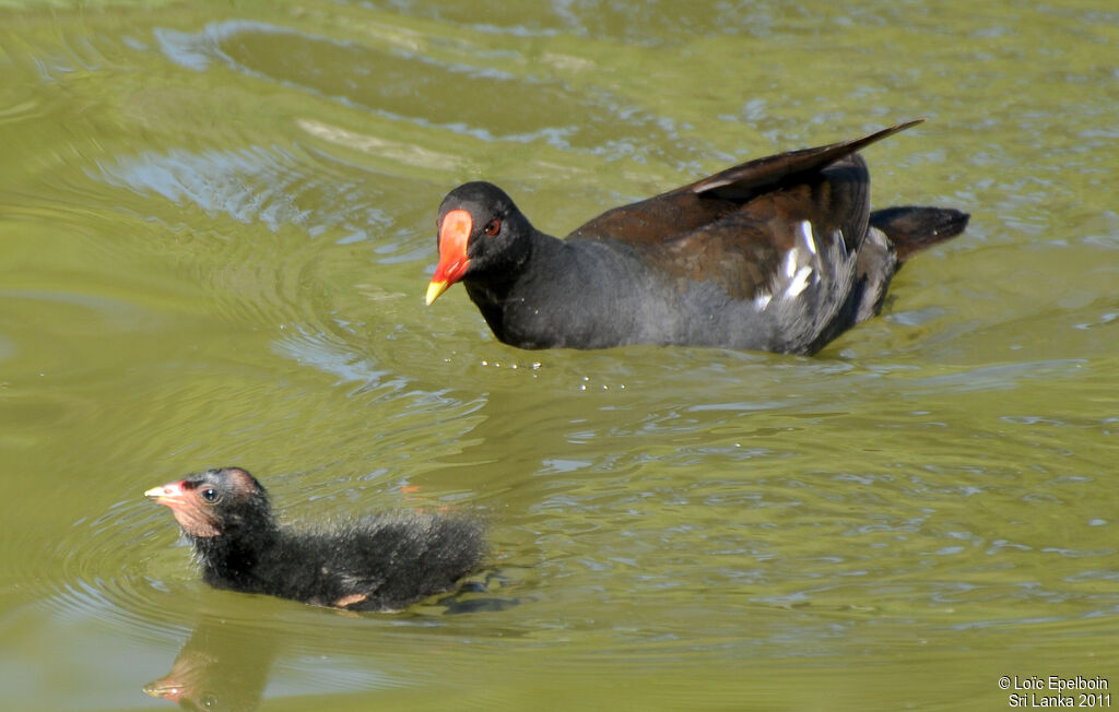 Gallinule poule-d'eau