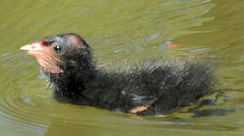 Gallinule poule-d'eau