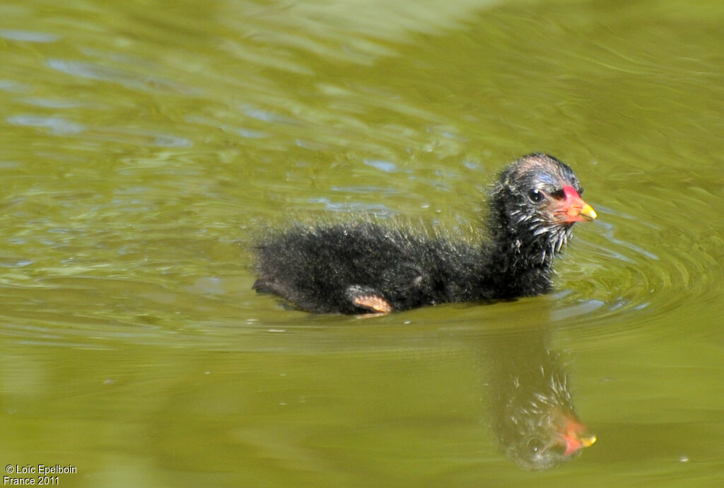 Gallinule poule-d'eau