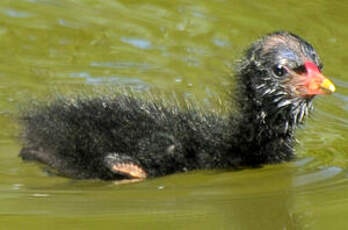 Gallinule poule-d'eau