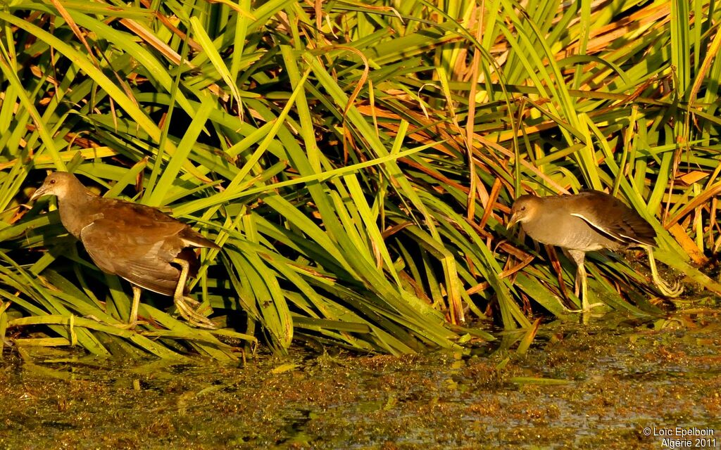 Gallinule poule-d'eau