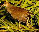 Gallinule poule-d'eau