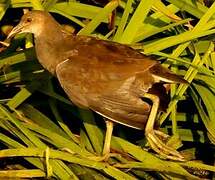 Common Moorhen