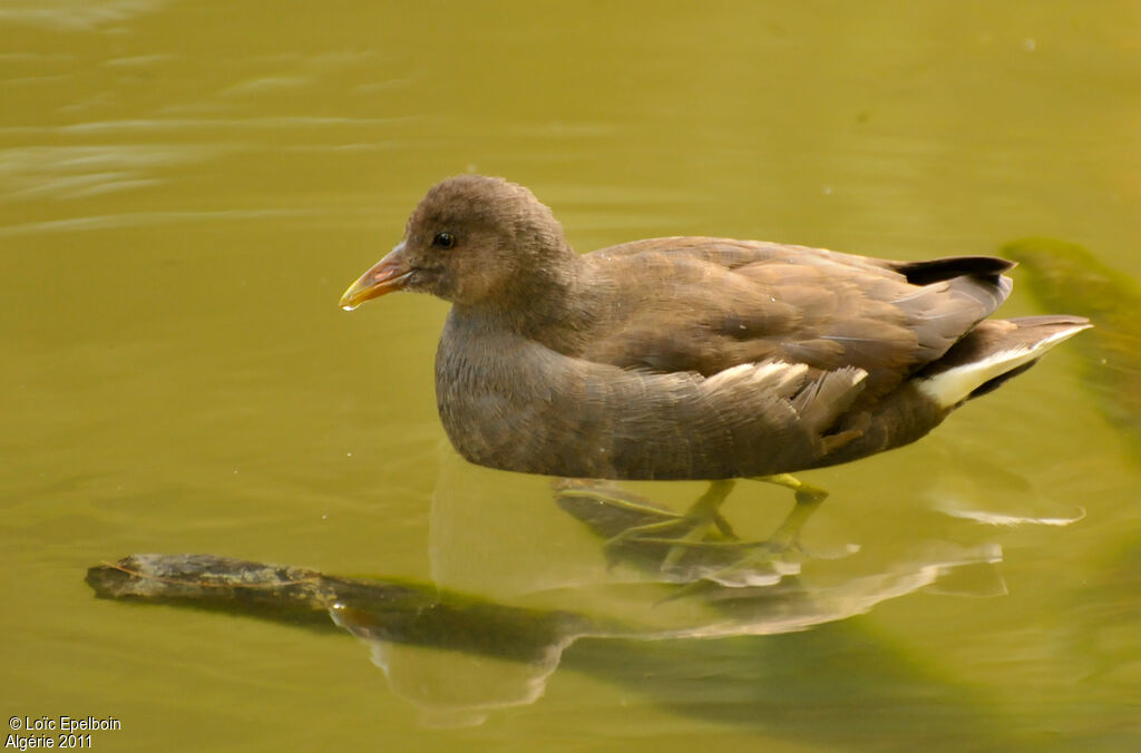 Gallinule poule-d'eau