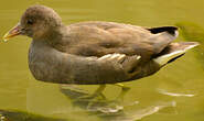 Gallinule poule-d'eau