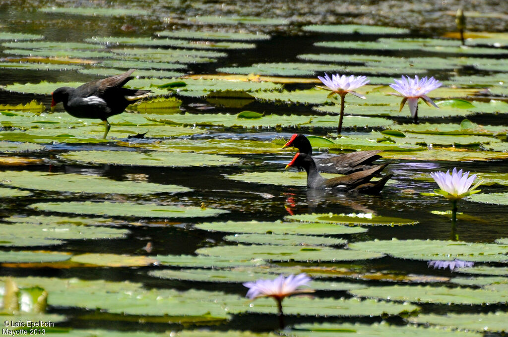 Gallinule poule-d'eau