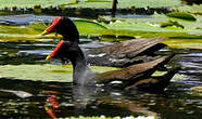 Gallinule poule-d'eau