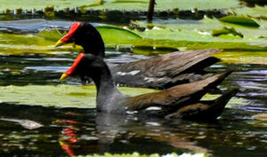 Gallinule poule-d'eau