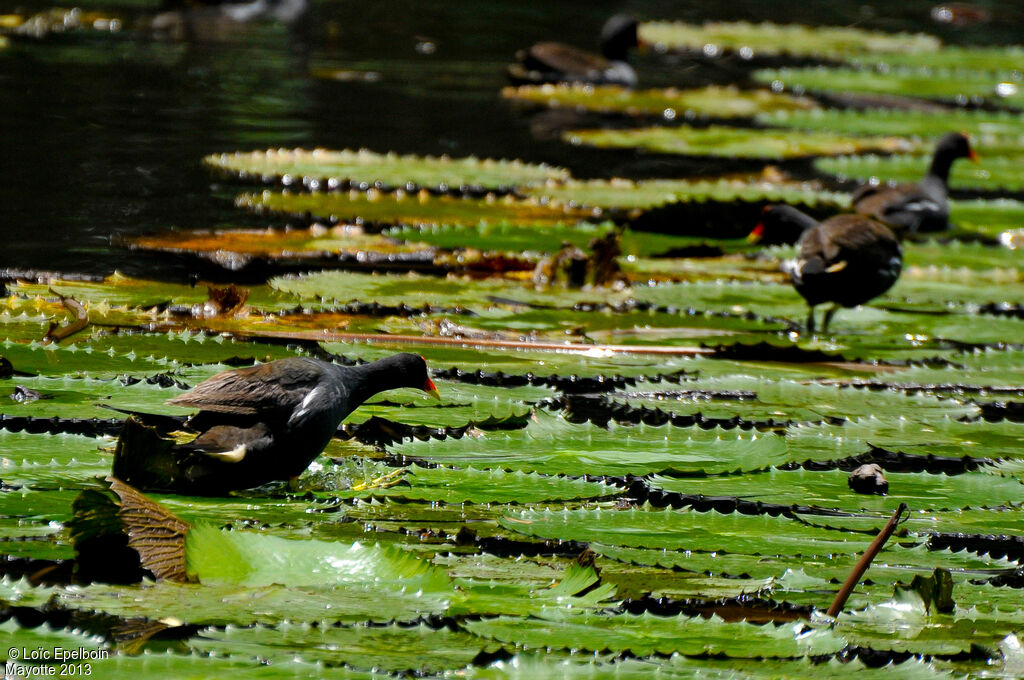 Common Moorhen