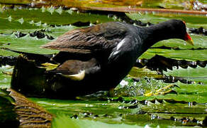 Gallinule poule-d'eau