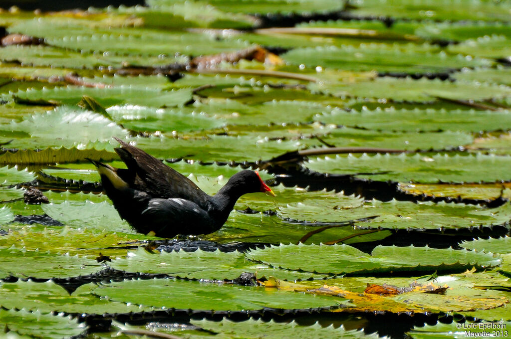 Gallinule poule-d'eau