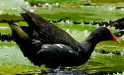 Gallinule poule-d'eau