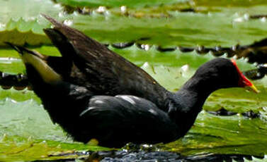 Gallinule poule-d'eau