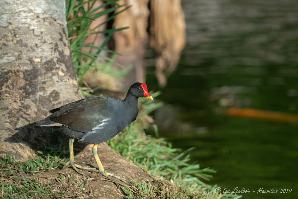 Gallinule poule-d'eau