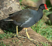 Gallinule poule-d'eau