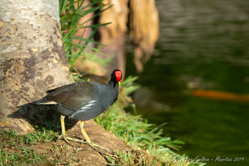 Gallinule poule-d'eau