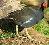 Gallinule poule-d'eau