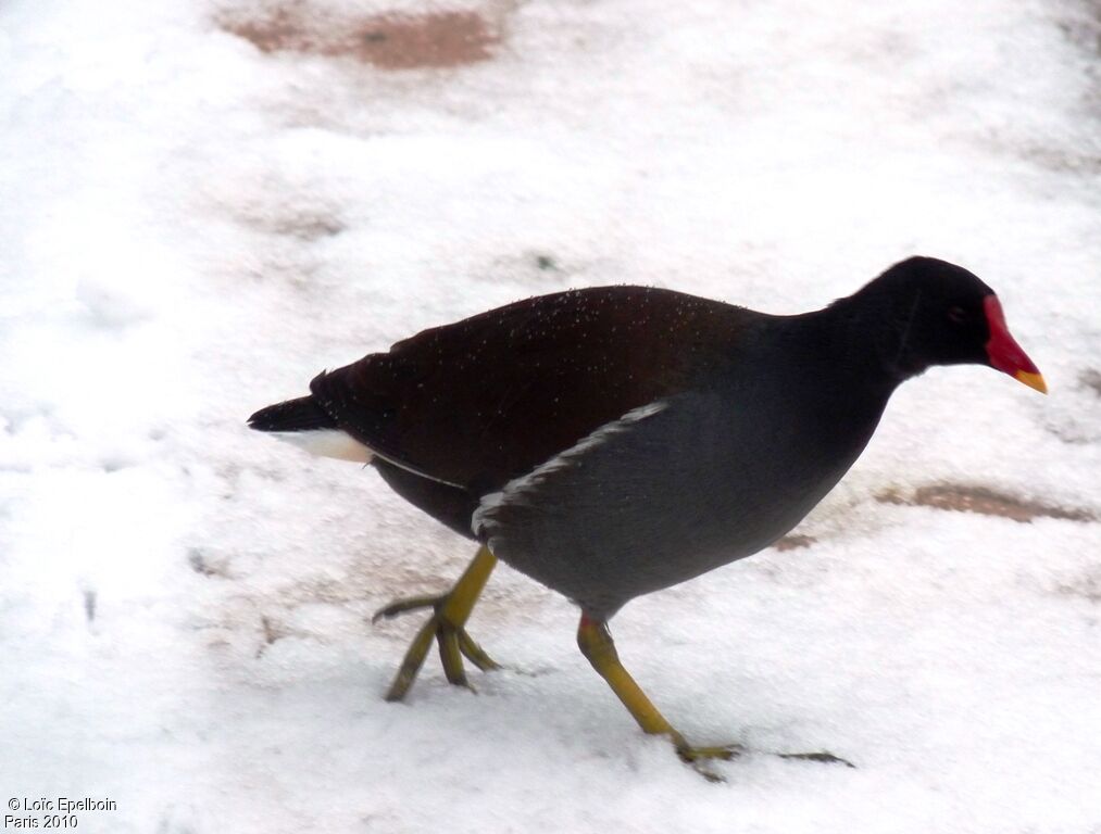 Common Moorhen