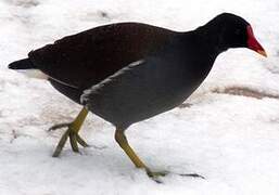 Gallinule poule-d'eau